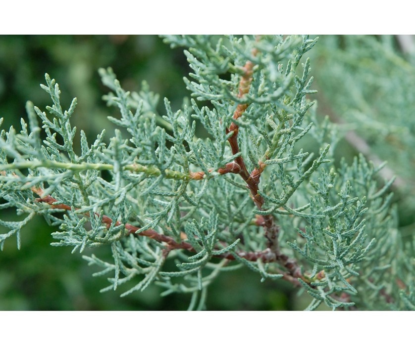 Arizona Cypress